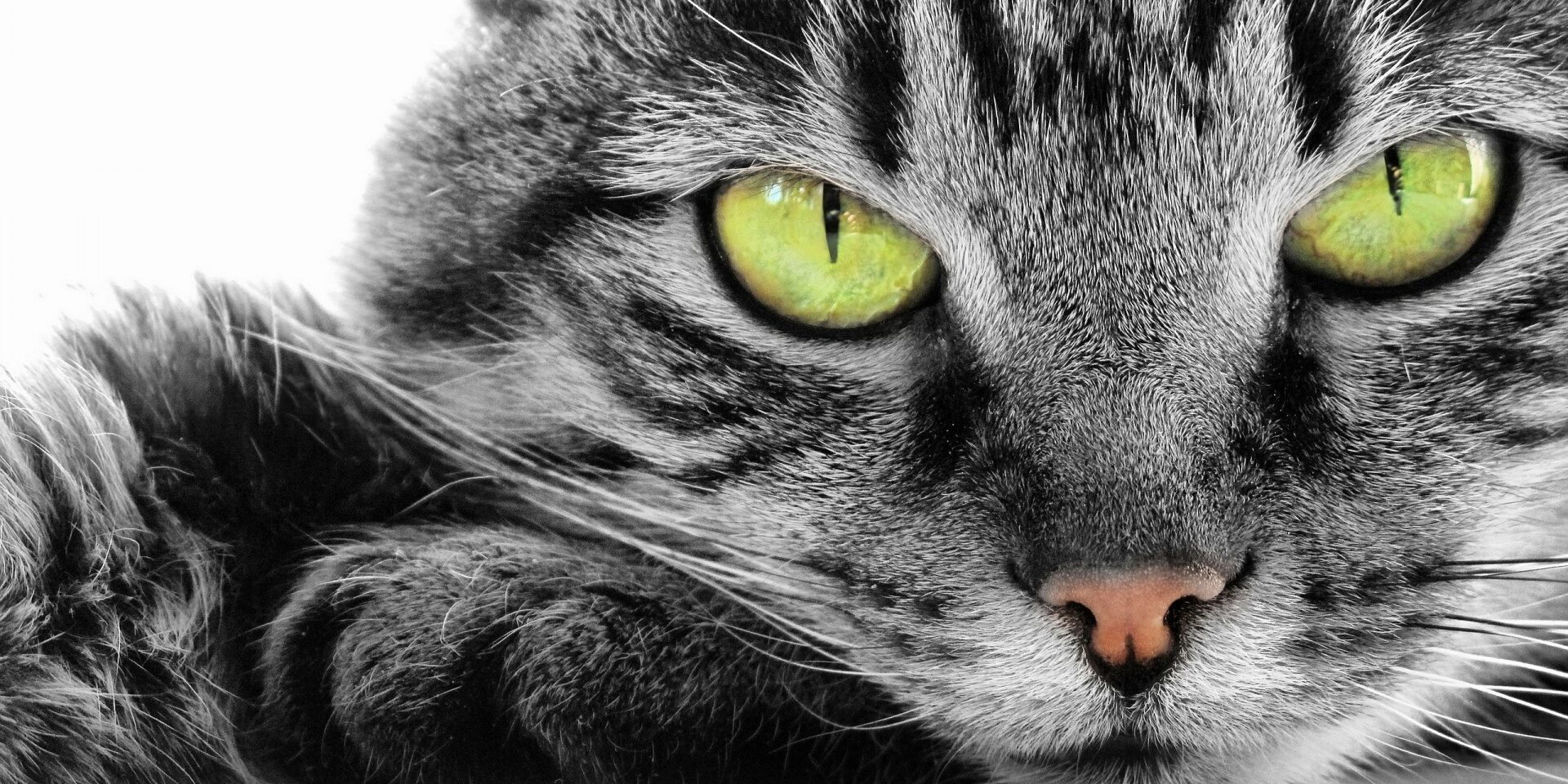 Gatos e leucemia