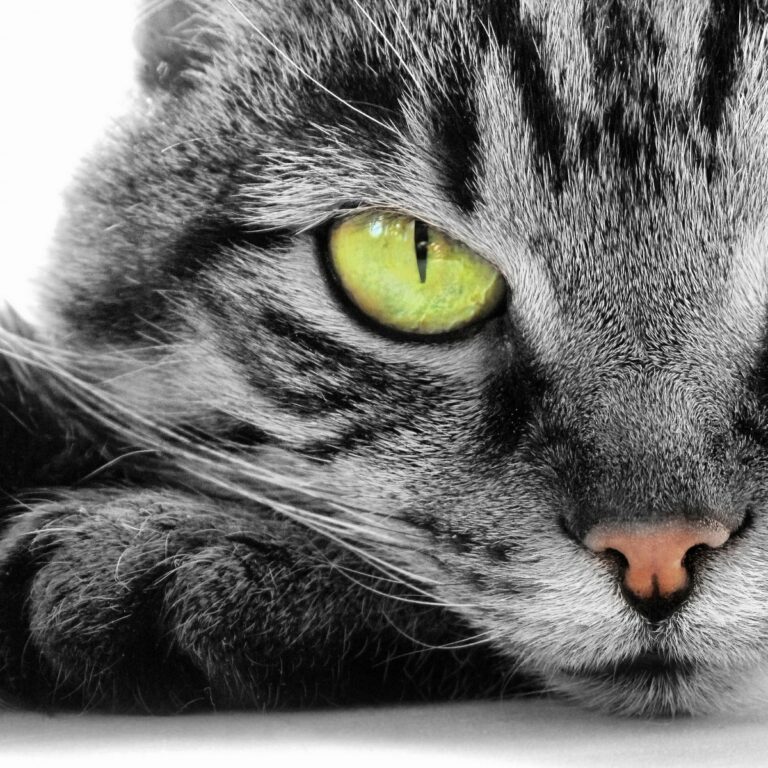 Gatos e leucemia