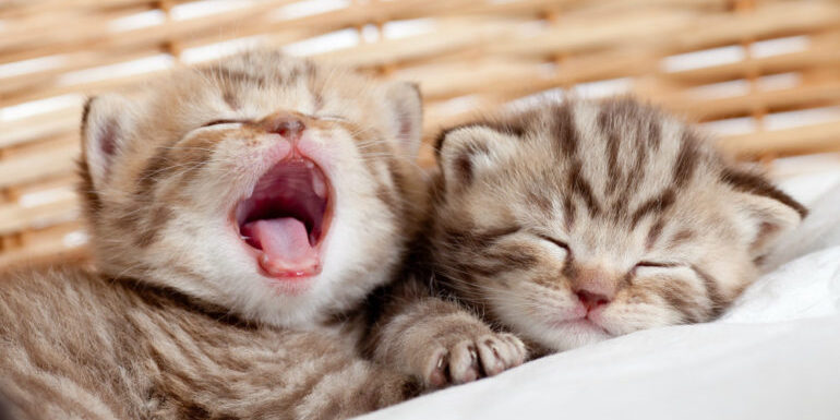 x-dicas-para-cuidar-de-gatos-recemnascidos26955-770×503
