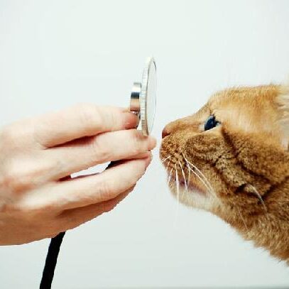 diabetes-gatos