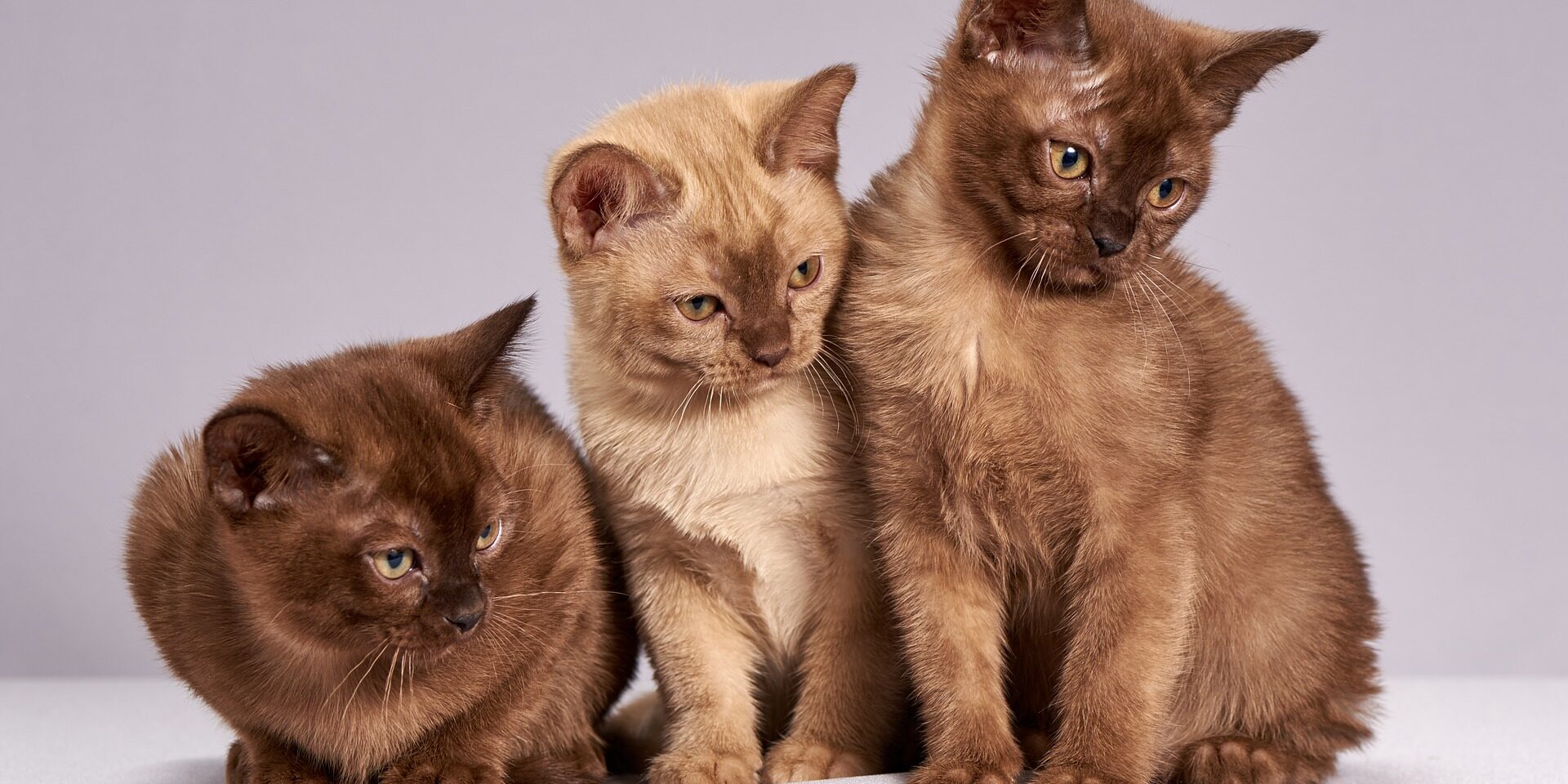 Gatinhos