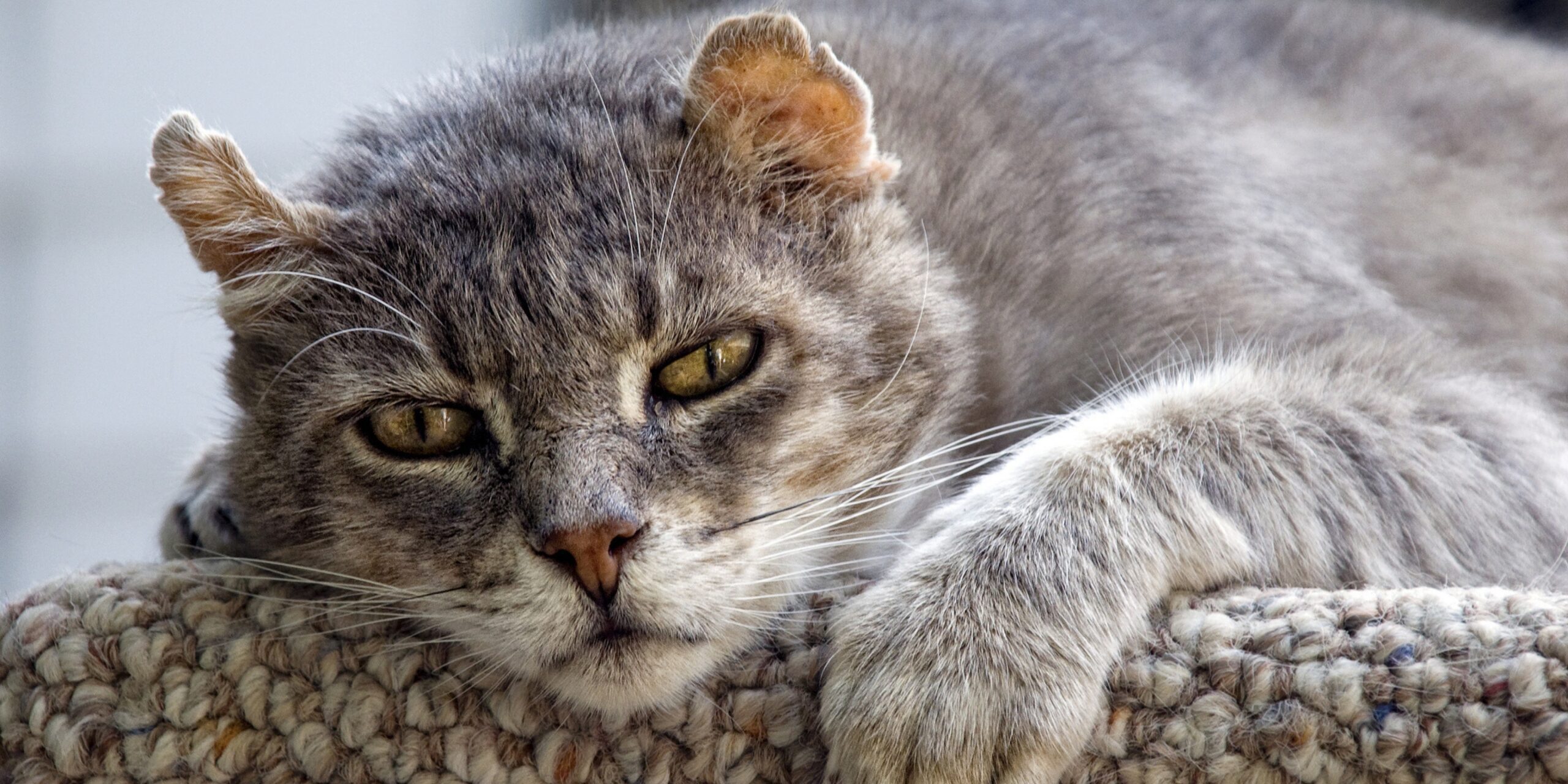 Gato velhinho