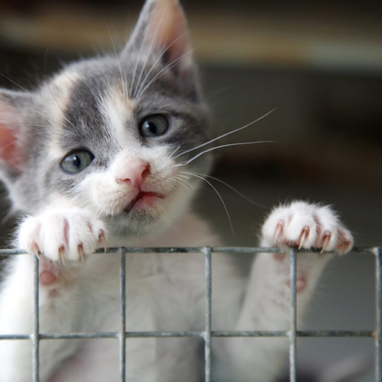 Gato Adoção
