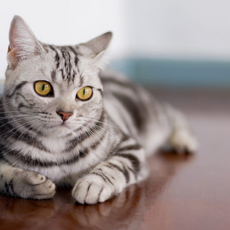 Comportamento dos gatos