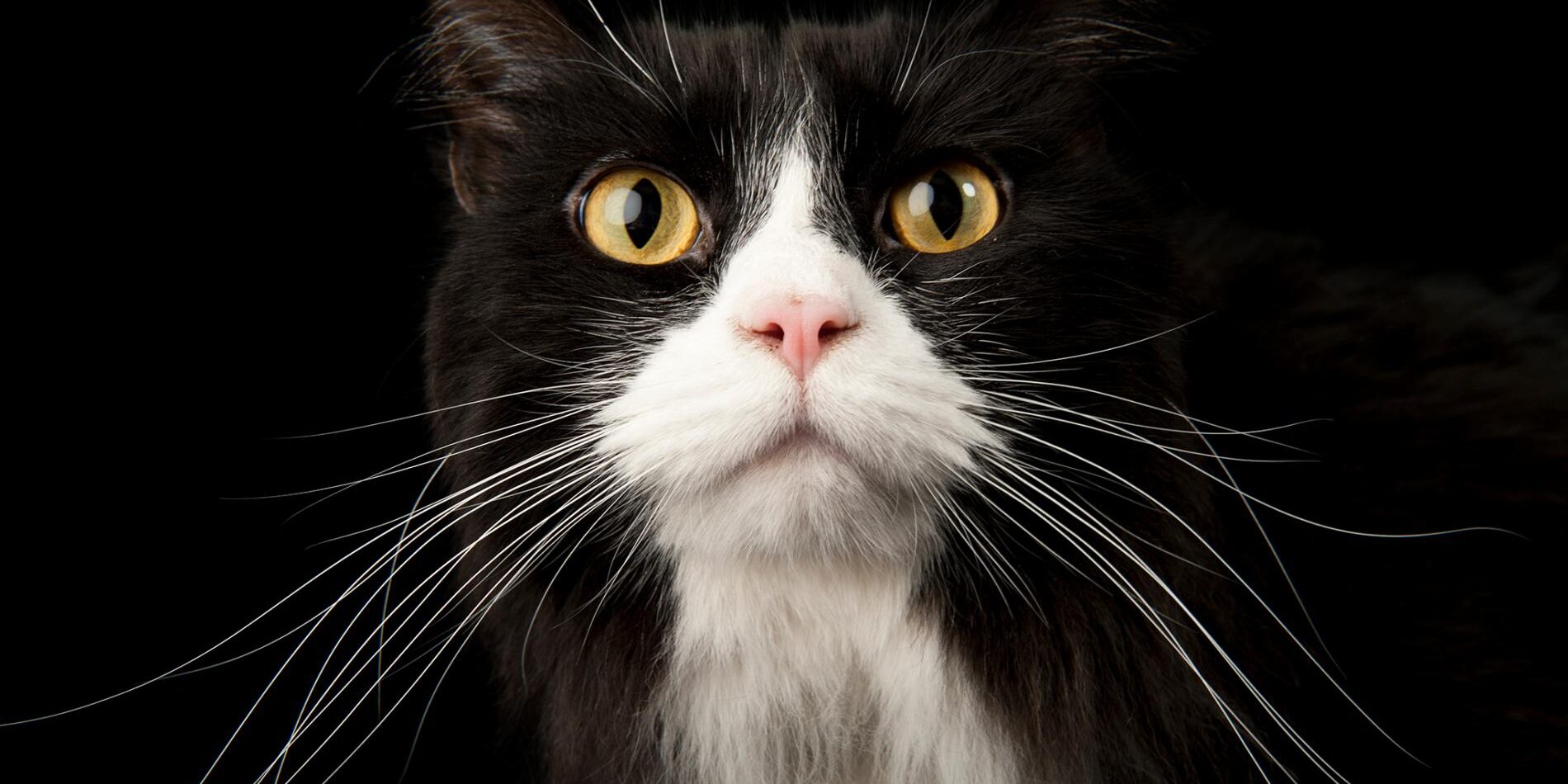 Exames felinos