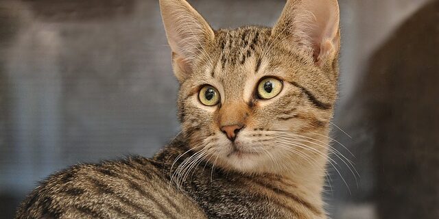 Curiosidade ronronar gatos
