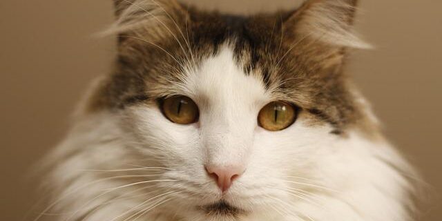 Curiosidade sibilo gatos