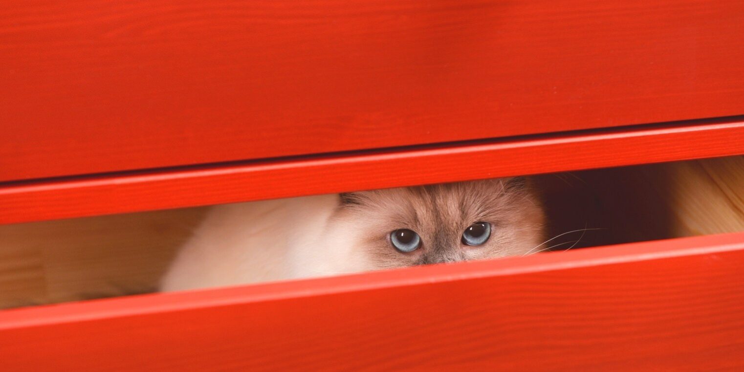 Gatos se escondem das visitas