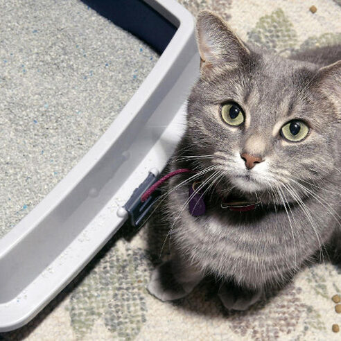 Curiosidades sobre os gatos