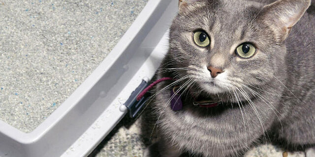 Curiosidades sobre os gatos