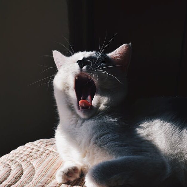 Curiosidades sobre os gatos