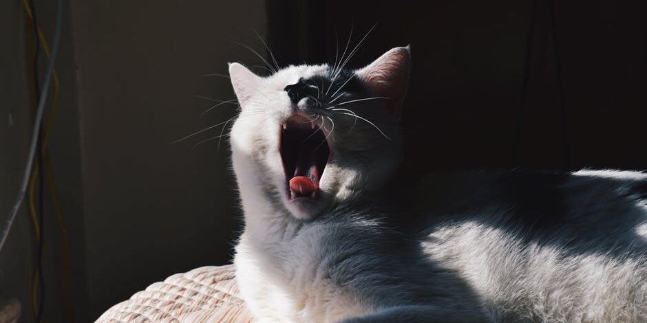 Curiosidades sobre os gatos