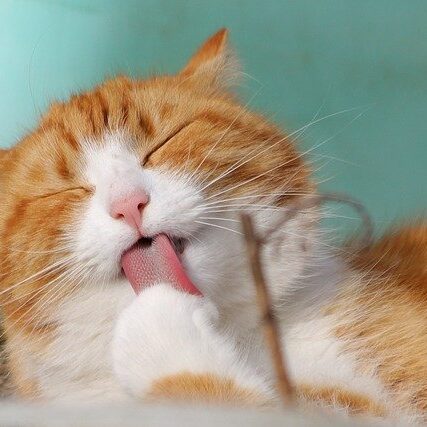 Curiosidade sobre gatos