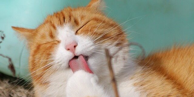 Curiosidade sobre gatos