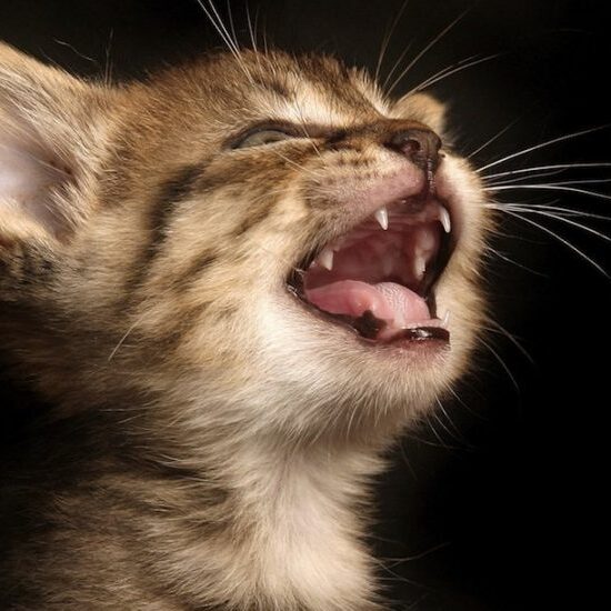 porque os gatos miam