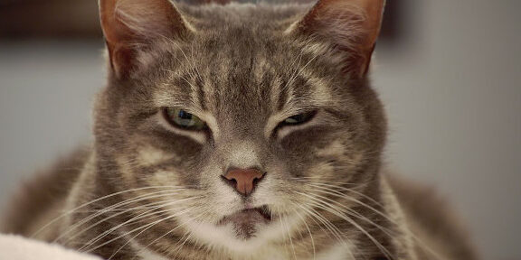 Gato estressado
