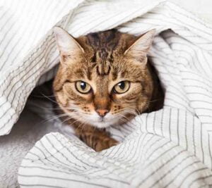 Gatinho no cobertor - Hotel para gatos