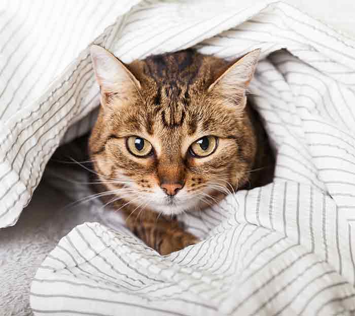 Gatinho no cobertor - Hotel para gatos