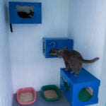 Hotel para gatos