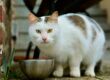 Gato saudável com nutrição adequada