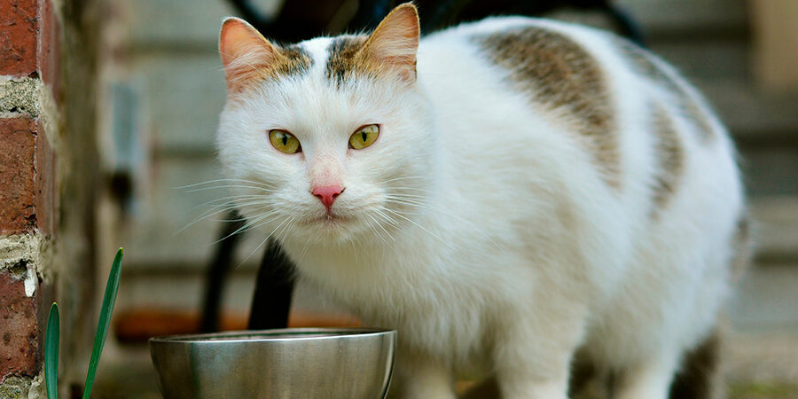 Gato saudável com nutrição adequada