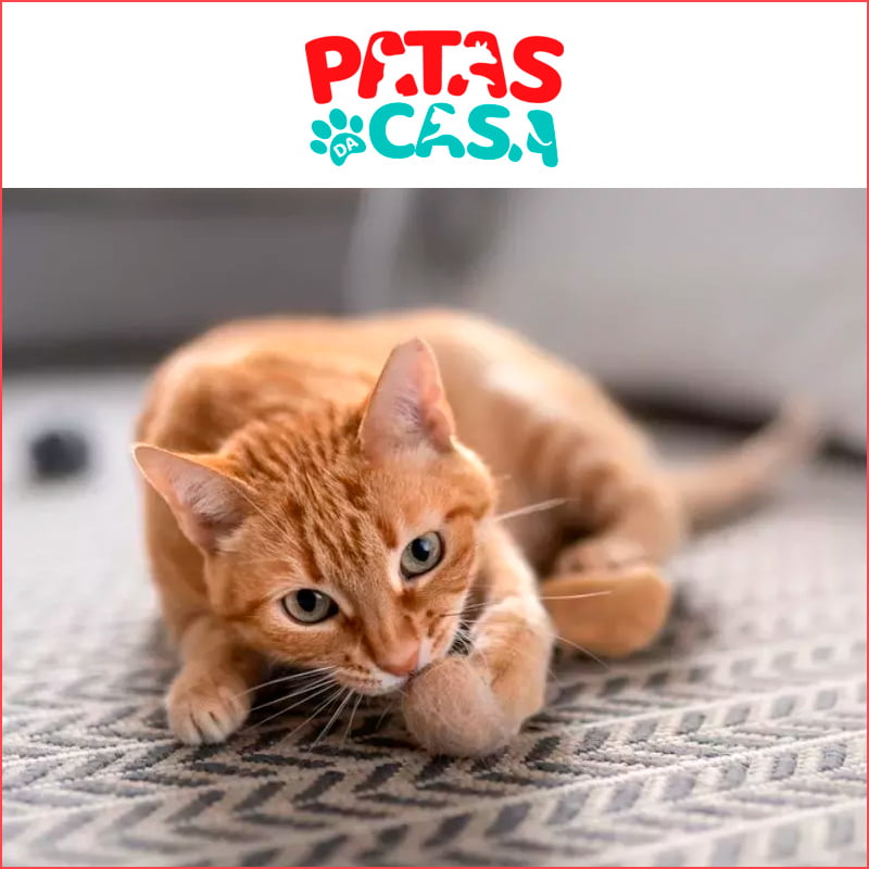 Gatinho com bola de pelo