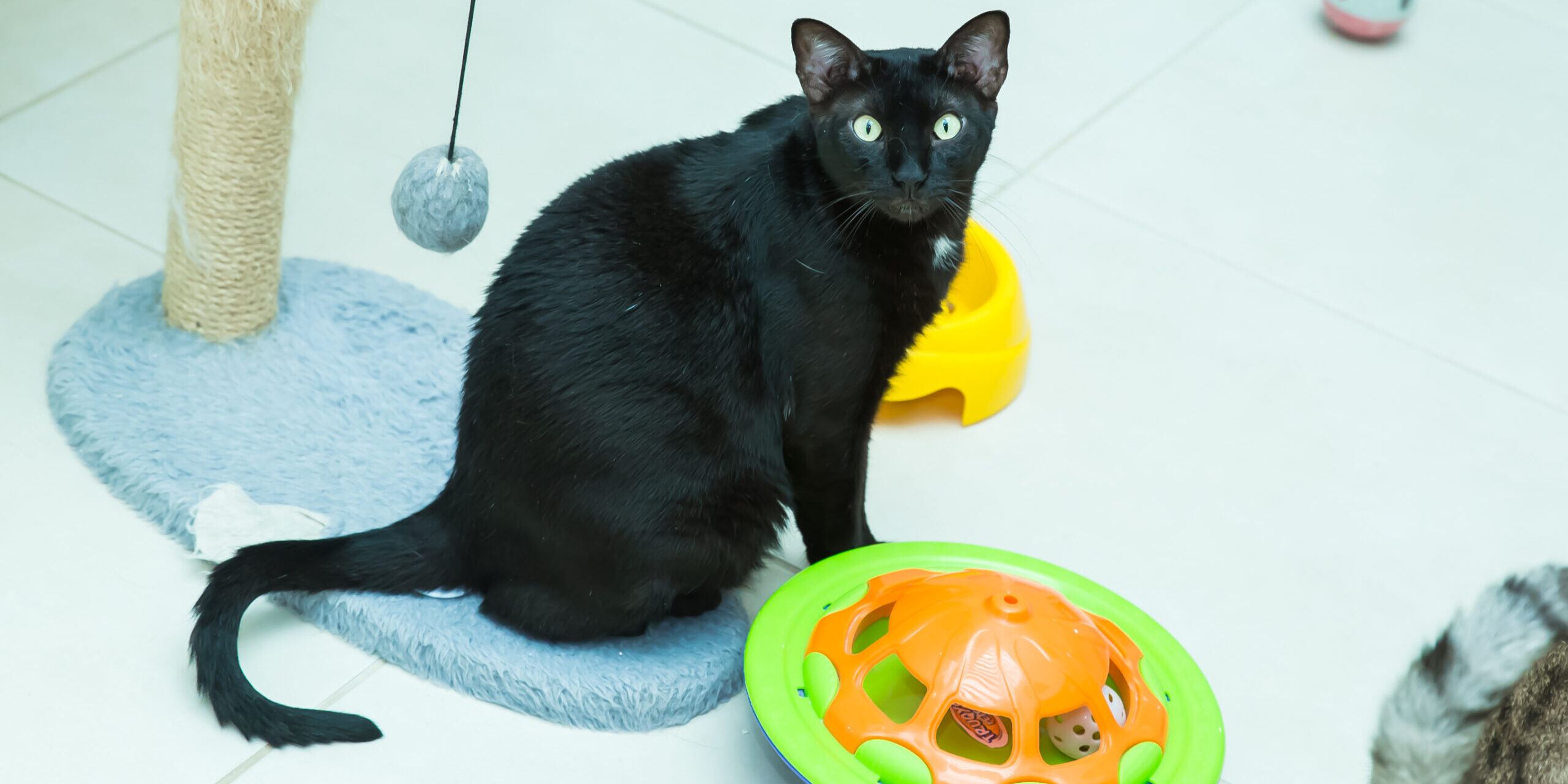 Gatinho e seus brinquedos