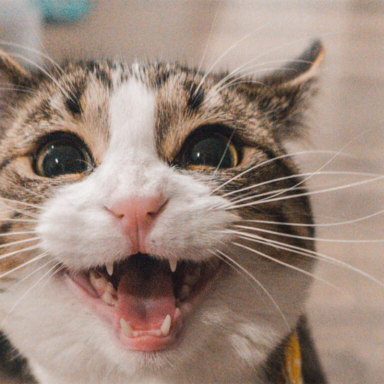 Tratamento Periodontal em Gatos