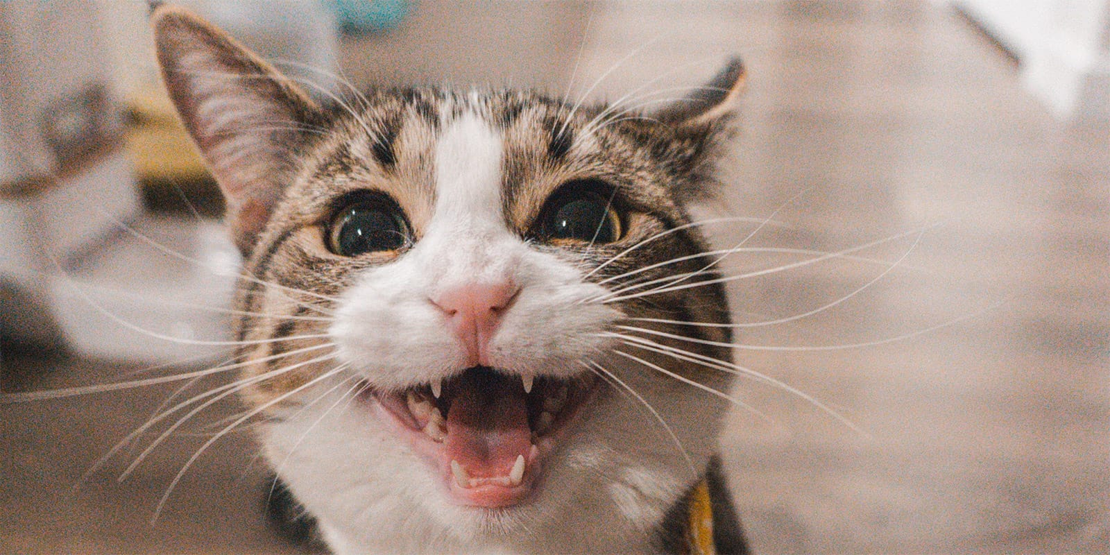Tratamento Periodontal em Gatos