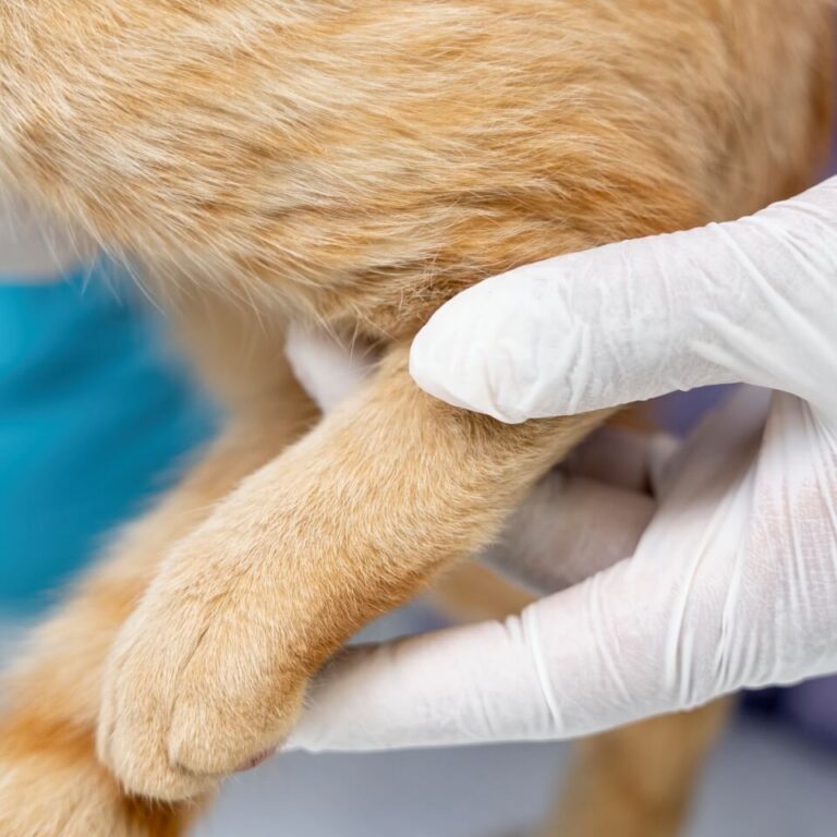 Artrite em gatos