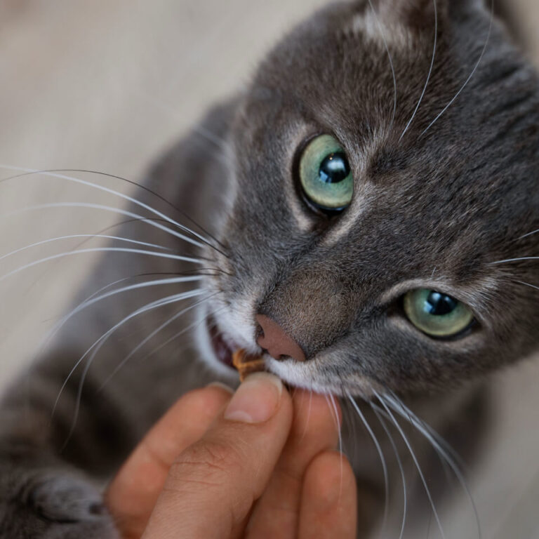 Resistencia-Antimicrobiana-Gatos